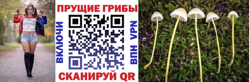 где купить   Отрадная  Псилоцибиновые грибы Psilocybe 